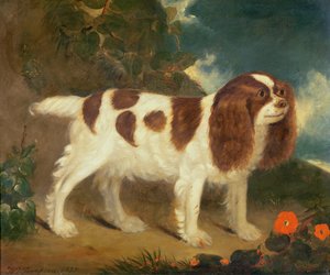 Spaniel del Rey Carlos